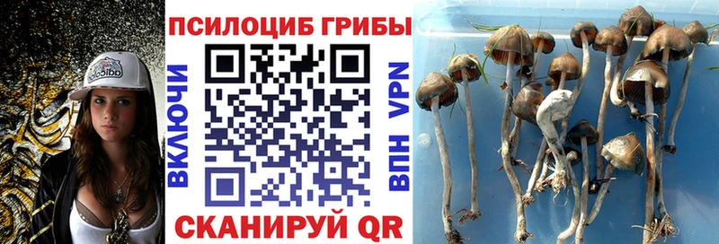 Псилоцибиновые грибы GOLDEN TEACHER  Камбарка 